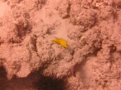 Hawaii scuba trip 2011 041.jpg