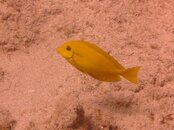 Hawaii scuba trip 2011 042.jpg