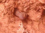 Hawaii scuba trip 2011 051.jpg