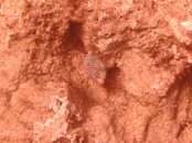Hawaii scuba trip 2011 052.jpg