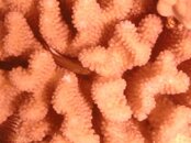 Hawaii scuba trip 2011 055.jpg
