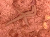 Hawaii scuba trip 2011 057.jpg