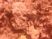 Hawaii scuba trip 2011 058.jpg