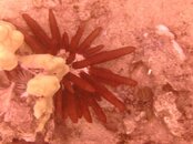 Hawaii scuba trip 2011 060.jpg
