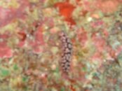 Hawaii scuba trip 2011 151.jpg