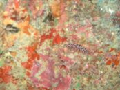 Hawaii scuba trip 2011 152.jpg