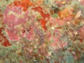 Hawaii scuba trip 2011 153.jpg