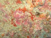 Hawaii scuba trip 2011 154.jpg