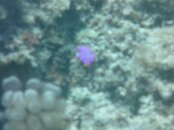 Hawaii scuba trip 2011 172.jpg