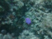 Hawaii scuba trip 2011 173.jpg