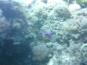 Hawaii scuba trip 2011 174.jpg