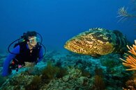 2618 Sharon and Goliath small.jpg
