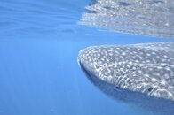 2011 Mexico Whale Shark Trip 41.jpg