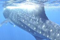 2011 Mexico Whale Shark Trip 69.jpg