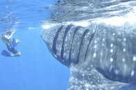 2011 Mexico Whale Shark Trip 130.jpg