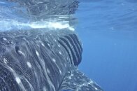 2011 Mexico Whale Shark Trip 8.jpg