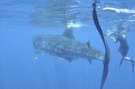 2011 Mexico Whale Shark Trip 26.jpg