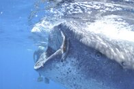 2011 Mexico Whale Shark Trip 48.jpg