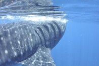 2011 Mexico Whale Shark Trip 55.jpg