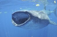 2011 Mexico Whale Shark Trip 66.jpg