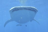2011 Mexico Whale Shark Trip 74.jpg