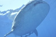 2011 Mexico Whale Shark Trip 75.jpg