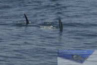 Swordfish 08-12.jpg