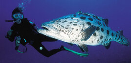 a-diving_1.jpg