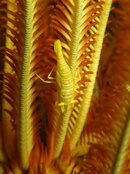 crinoid shrimp small file.jpg