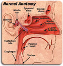 NormalAnatomy_USA.jpg