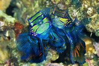 img136_194 2 mandarinfish lr.jpg