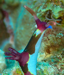 NUDI CLIMBING.jpg
