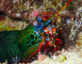 PEACOCK MANTIS.jpg