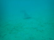 Eagle Ray-1.JPG