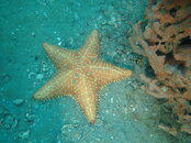 Starfish+Fish.JPG