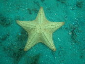 Studded Starfish.JPG