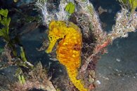 Seahorse 3 small.jpg