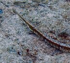 pipefish.jpg