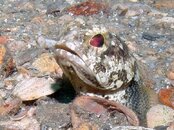 Blue Heron Bridge Jawfish looking around.jpg