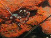 Blue Heron Bridge Banded Coral Shrimp.jpg