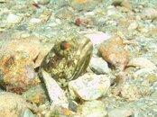 Blue Heron Bridge Banded Jawfish.jpg