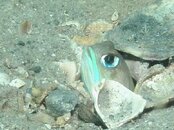 Blue Heron Bridge Jawfish.jpg