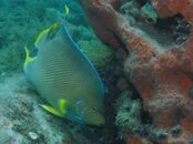 Blue Heron Bridge Queen Angelfish.jpg