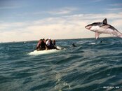 lake_michigan_shark.jpg
