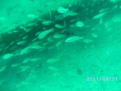 Panama City Dive Trip_1.0 027.jpg