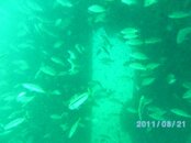 Panama City Dive Trip_1.0 096.jpg