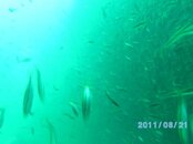 Panama City Dive Trip_1.0 095.jpg