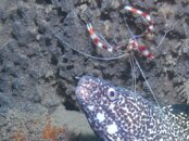 Blue Heron Bridge Speckled Eel.jpg