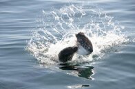 Sea lion vs mola mola.jpg