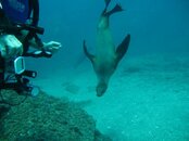 IMG_0094 Cute Sea lion.jpg